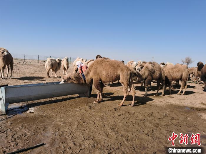 الأجهزة الذكية تساعد الرعاة في صحراء منغوليا الداخلية على تتبّع الإبل