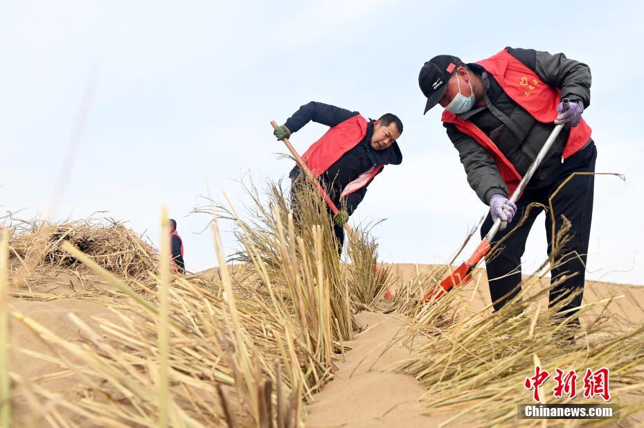 حملة شعبية لزخف الرمال في شمال غربي الصين