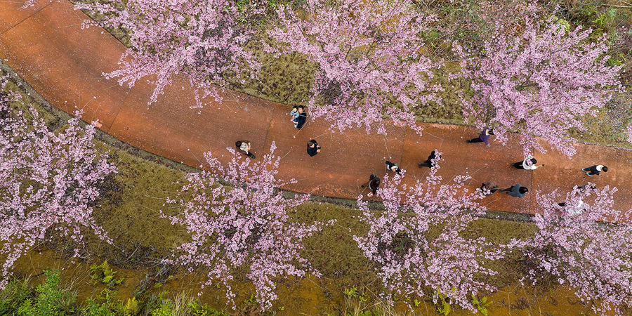  نانجينغ،بتشانغتشو:  لوحات طبيعية تظهر جمال وروعة المباني المميزة في فصل الربيع