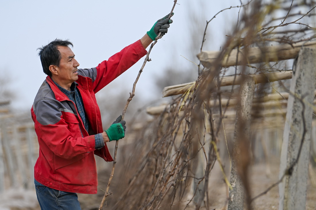 مزارعو توربان (شينجيانغ) يبدأون استخراج أشجار العنب من تحت الردم بعد نهاية الشتاء