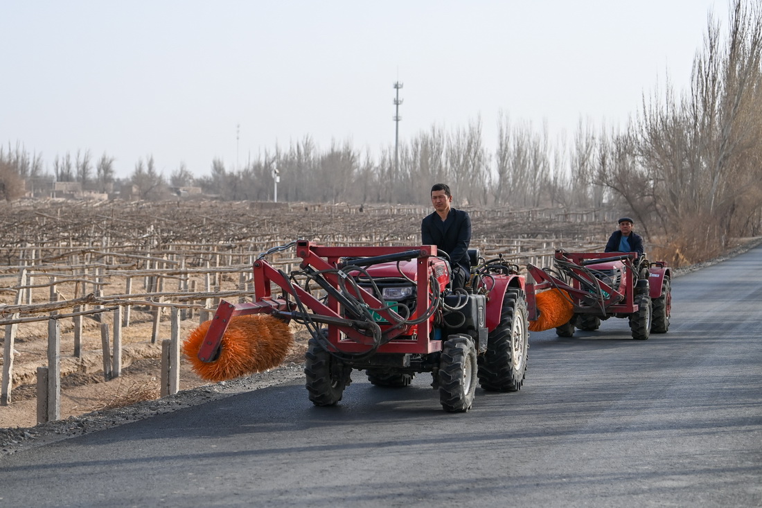 مزارعو توربان (شينجيانغ) يبدأون استخراج أشجار العنب من تحت الردم بعد نهاية الشتاء