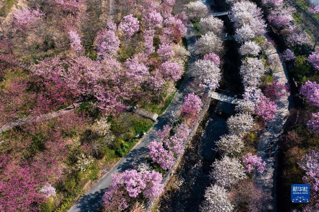 الصورة: أزهار الكرز شرقي الصين
