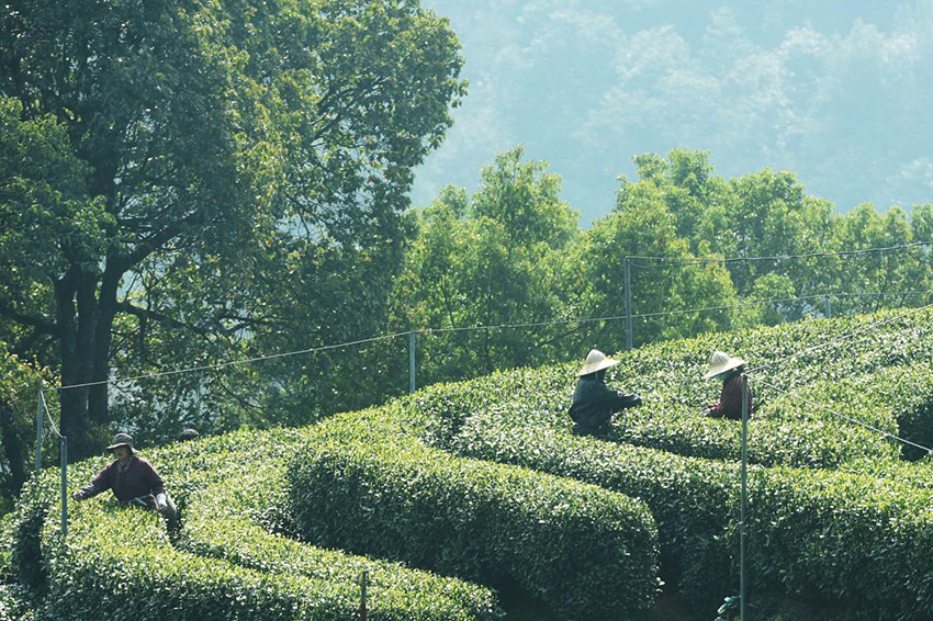 مزارعو هانغتشو يبدؤون جني محصول شاي لونغجينغ