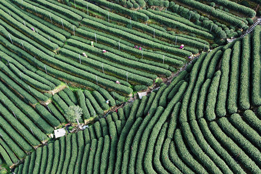 مزارعو هانغتشو يبدؤون جني محصول شاي لونغجينغ
