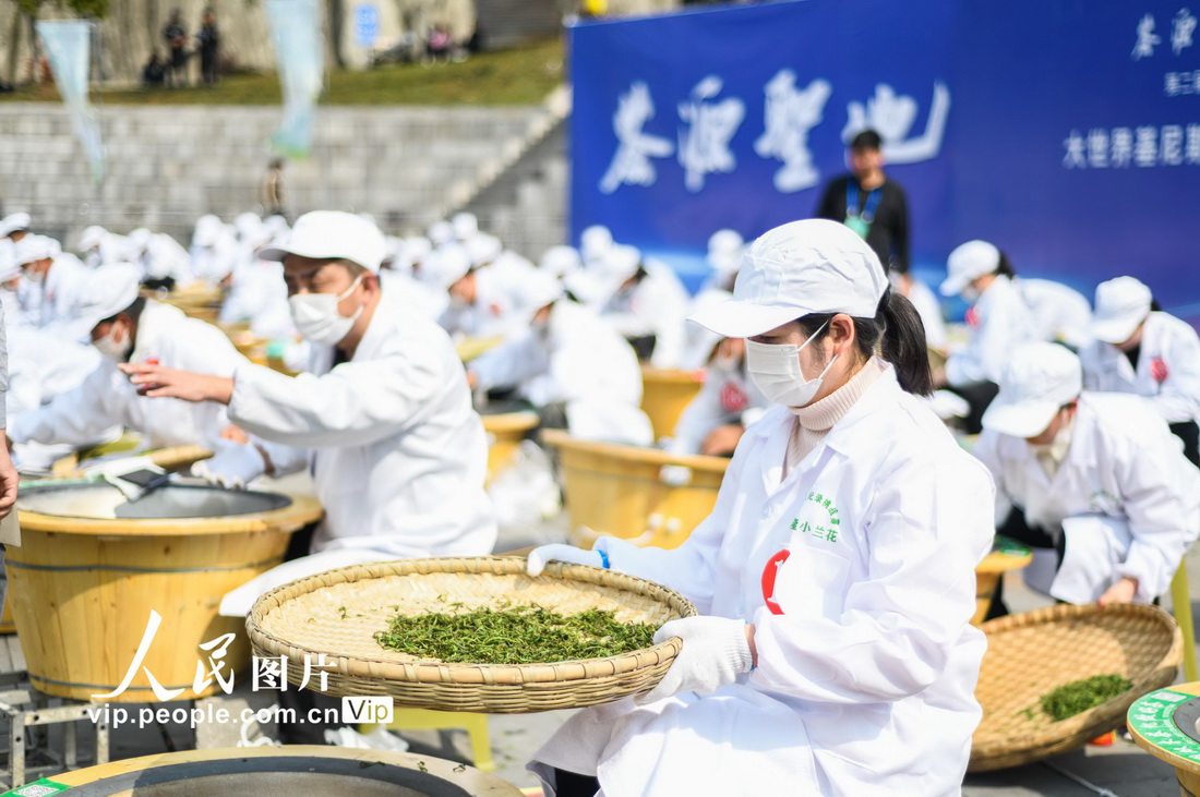 تشينغلونغ، قويتشو: تحدي مهارات تحميص الشاي