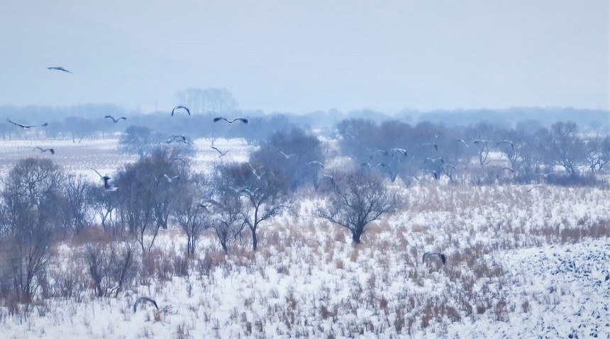 الطيور المهاجرة في الأراضي الرطبة ترقص وتمرح على جليد نهر أوسوري