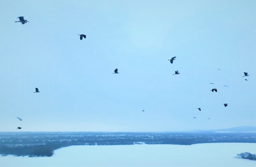 الطيور المهاجرة في الأراضي الرطبة ترقص وتمرح على جليد نهر أوسوري