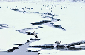 الطيور المهاجرة في الأراضي الرطبة ترقص وتمرح على جليد نهر أوسوري 