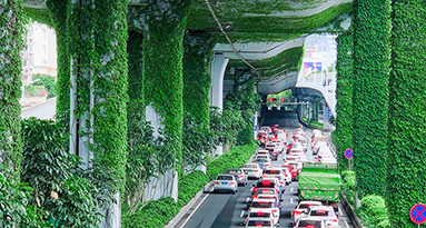 في اليوم العالمي للغابات.. نظرة على "مدن الغابات" في الصين