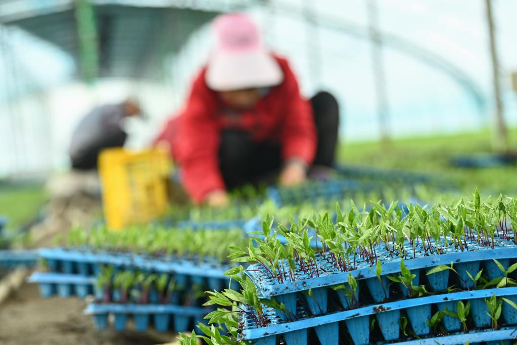 الزراعة الحديثة في منطقة شينجيانغ الصينية