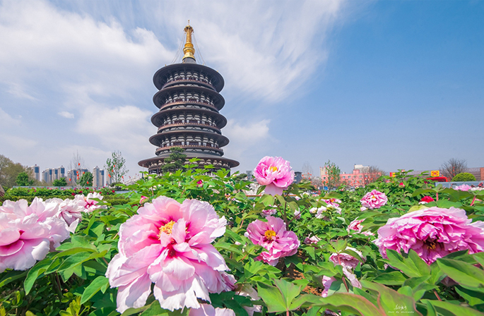 مدينة لويانغ تستعد لانطلاق مهرجان زهرة الفاوانيا