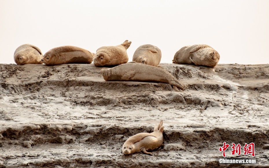 مئات من حيوانات الفقم تصل شواطئ مقاطعة لياونينغ