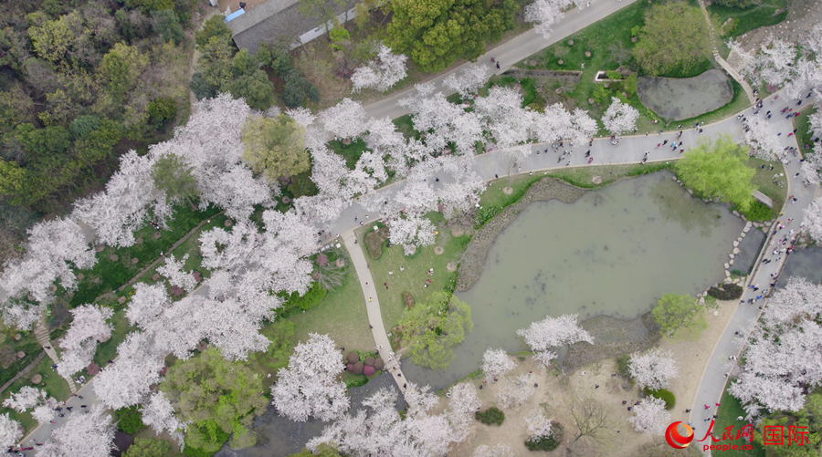 أزهار الكرز تتفتّح على ضفاف بحيرة تايهو بووشي