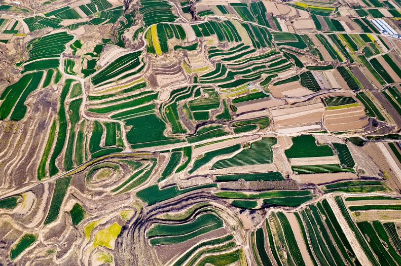 رويشنغ، شانشي: منظر الحقول المدرجة على هضبة اللوس في الربيع