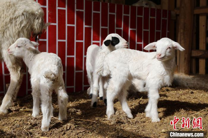 مربي الماشية في شينجيانغ يستفيدون من سلالة متعددة المواليد