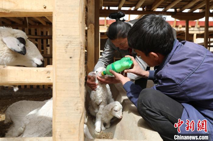 مربي الماشية في شينجيانغ يستفيدون من سلالة متعددة المواليد