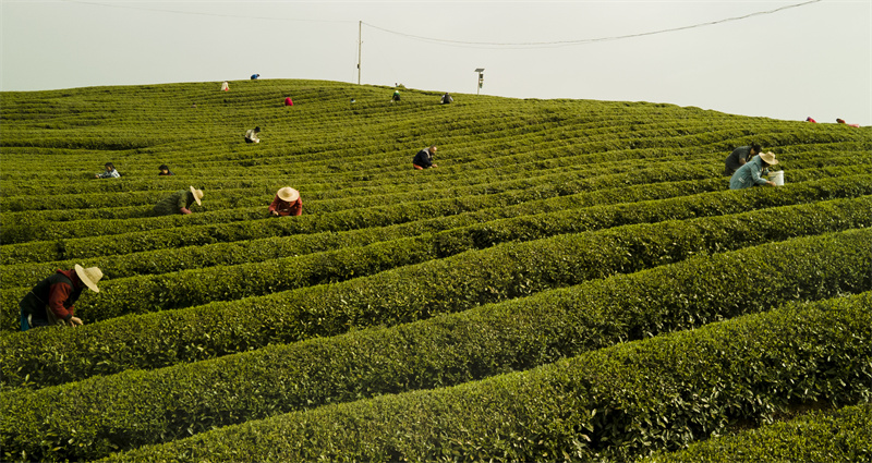تشيبي، هوبي: شاي القرميد الأخضر من بين عشرات المليارات من السلسلة الصناعية