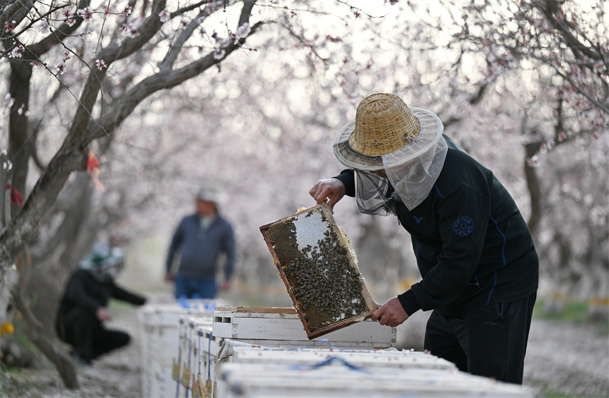 باتشو، شينجيانغ: مربي النحل منشغلون خلال موسم الربيع المزدهر