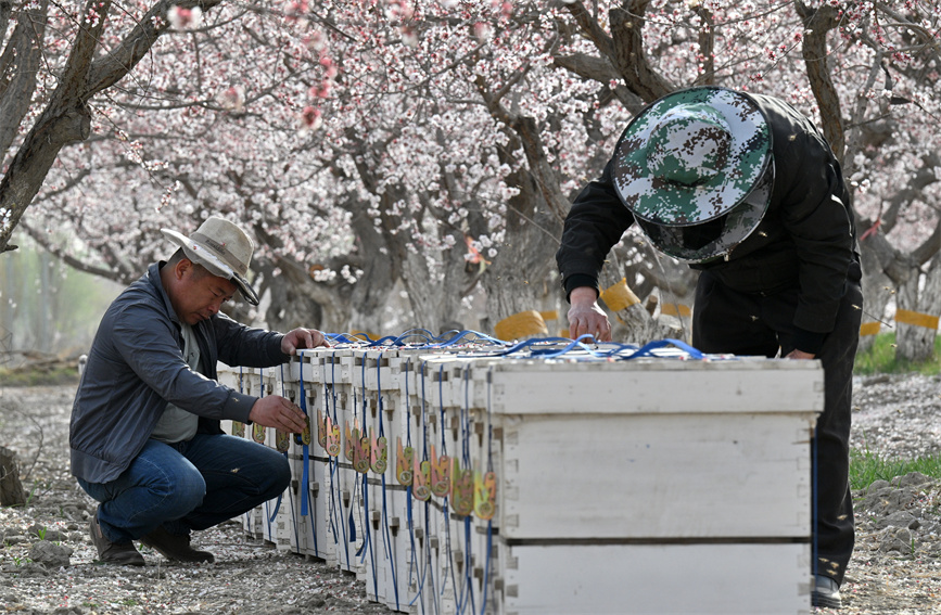 باتشو، شينجيانغ: مربي النحل منشغلون خلال موسم الربيع المزدهر