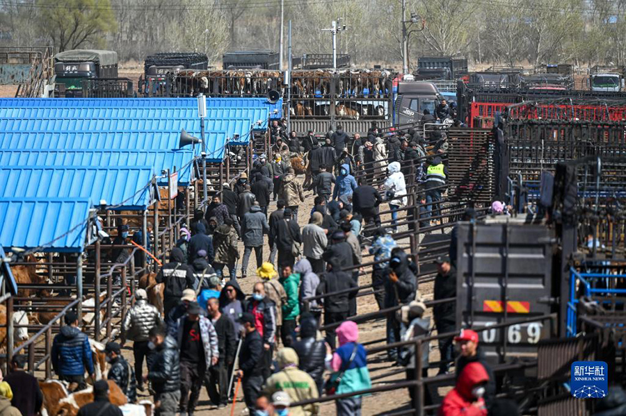انتعاش سوق المواشي في تونغلياو بمنغوليا الداخلية