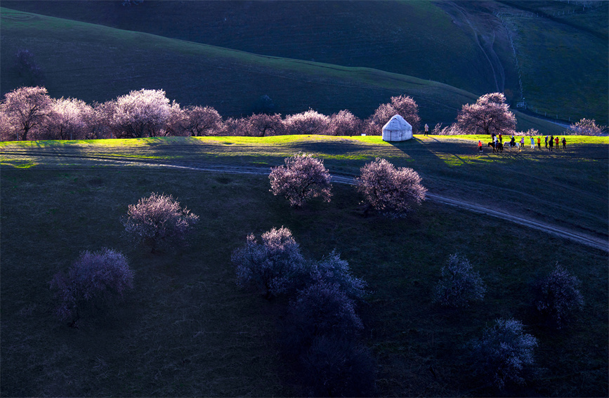 ييلي، شينجيانغ: وادي زهرة المشمش في أوج الإزهار مع بداية فصل الربيع