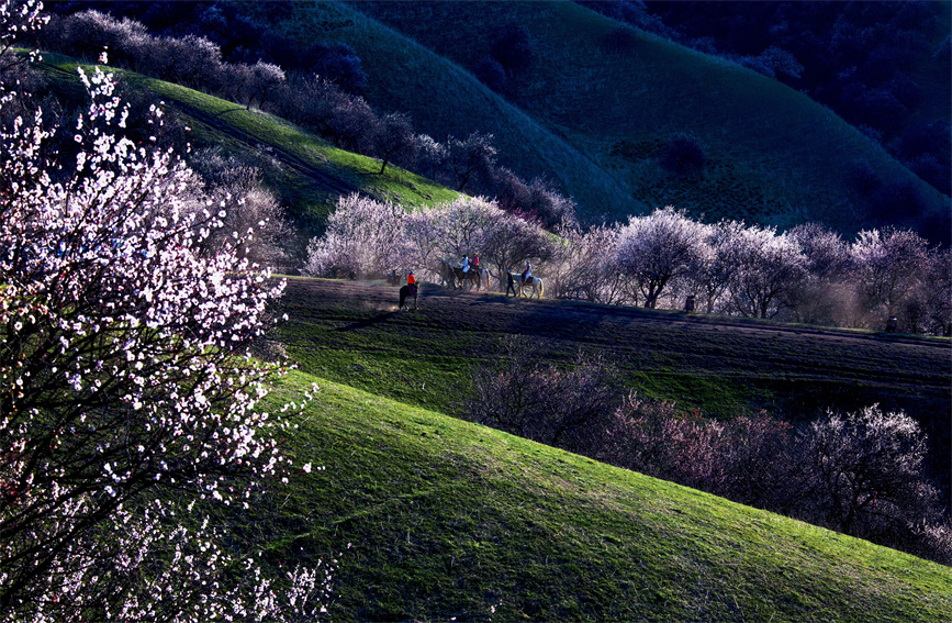ييلي، شينجيانغ: وادي زهرة المشمش في أوج الإزهار مع بداية فصل الربيع