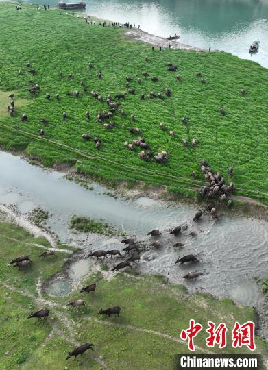 قطعان الجاموس تبدأ عبورها اليومي لنهر جيالينغ في سيتشوان