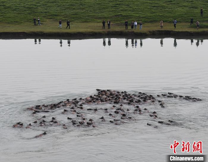 قطعان الجاموس تبدأ عبورها اليومي لنهر جيالينغ في سيتشوان