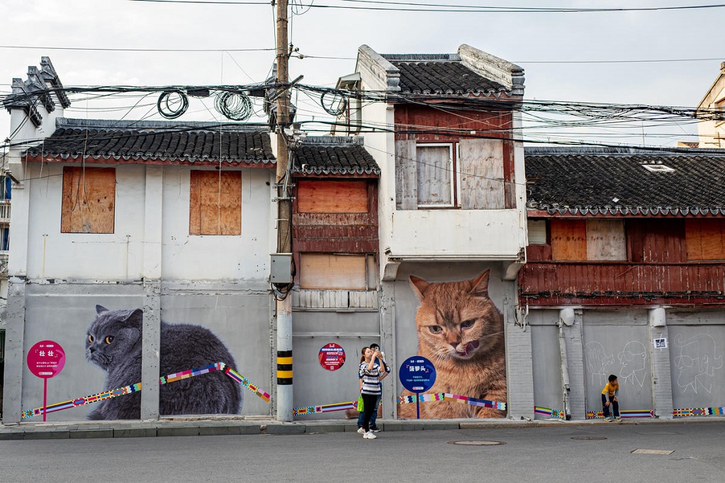 شوارع شنغهاي القديمة تتزين بالقطط