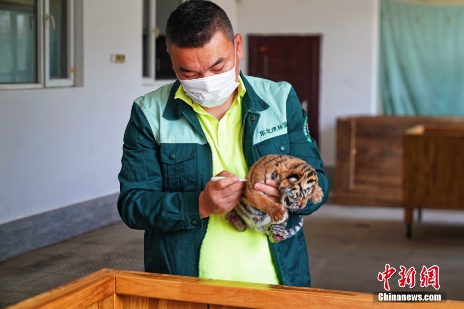 النمور السيبيرية تشهد تكاثرا ملحوظا في هيلونغجيانغ