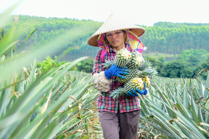 جيانغنان، ناننينغ: موسم حصاد الاناناس الوفير