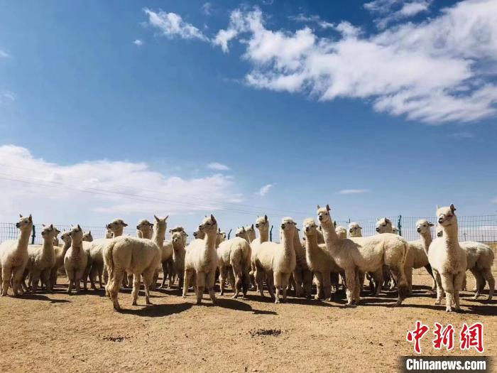 مزارع صيني ينجح في إنشاء قاعدة لتربية حيوان الألبكة في المراعي المتصحرة بمنغوليا الداخلية