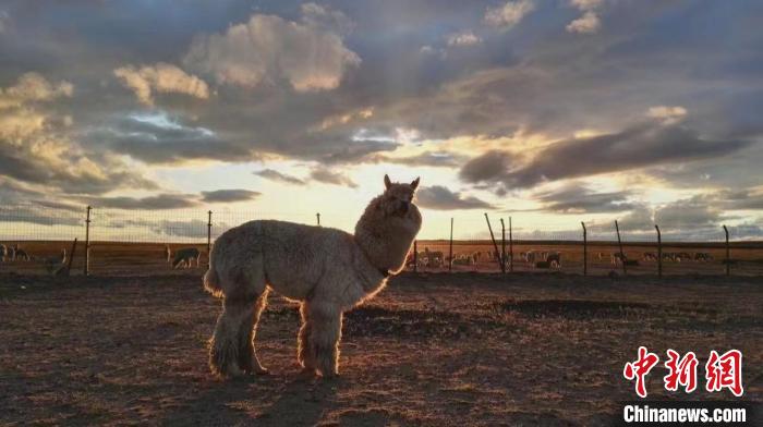 مزارع صيني ينجح في إنشاء قاعدة لتربية حيوان الألبكة في المراعي المتصحرة بمنغوليا الداخلية