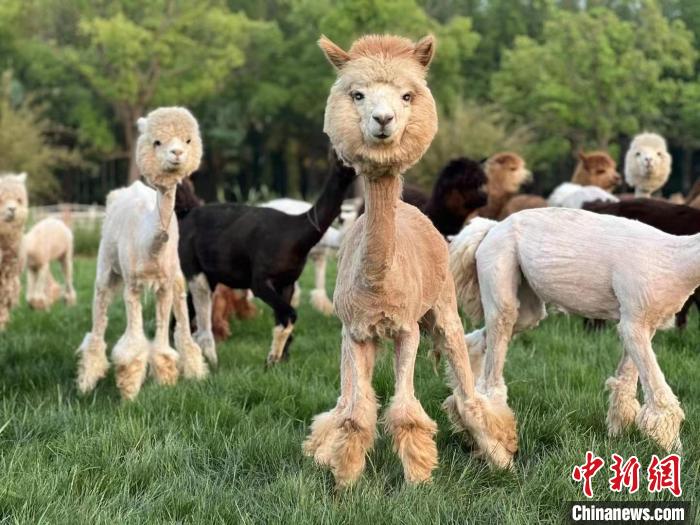 مزارع صيني ينجح في إنشاء قاعدة لتربية حيوان الألبكة في المراعي المتصحرة بمنغوليا الداخلية