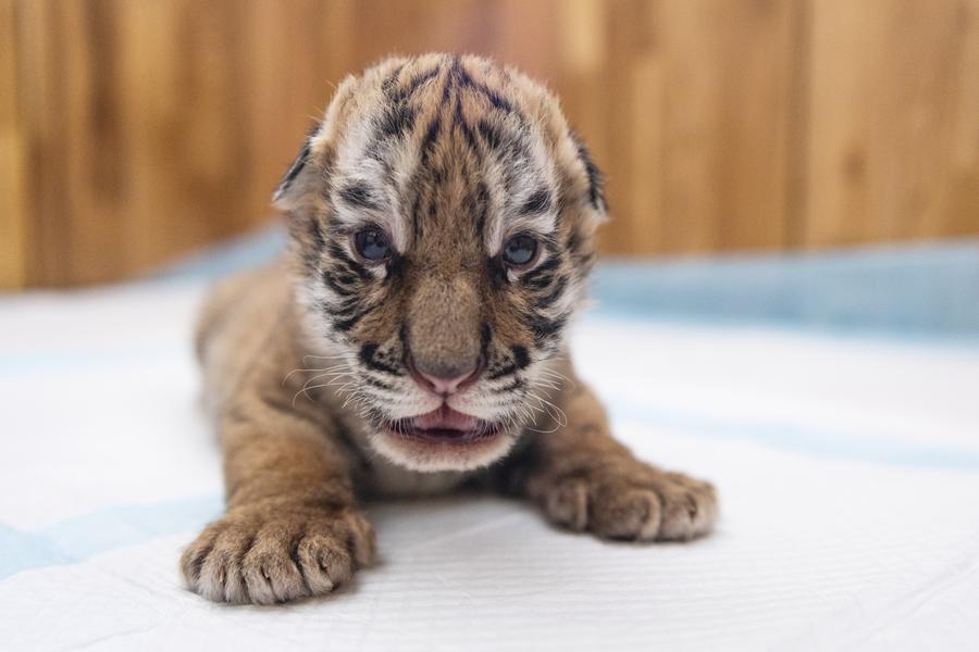 مركز لتربية النمور السيبيرية في الصين يشهد ميلاد أكثر من 30 شبلا هذا العام