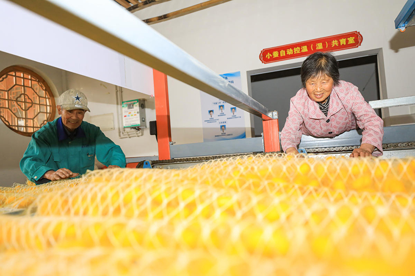 هوتشو، تشجيانغ: فرحة المزارعين في حصاد الشرانق الذهبية