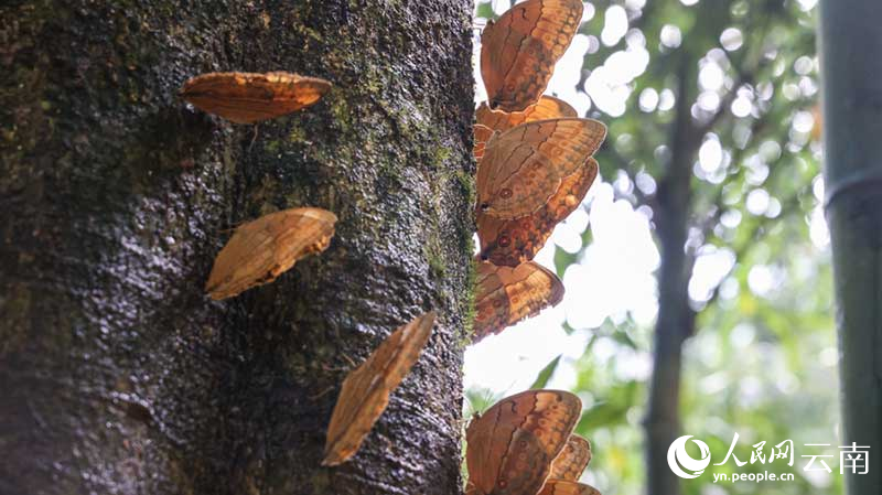 موسم تفريخ الفراشات .. ظهور مائة مليون فراشة تقريباً في جين بينغ بيوننان