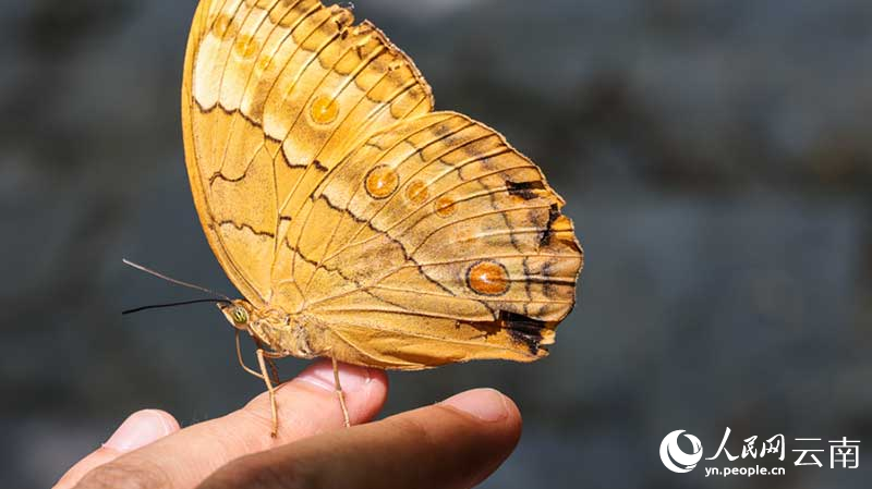 موسم تفريخ الفراشات .. ظهور مائة مليون فراشة تقريباً في جين بينغ بيوننان
