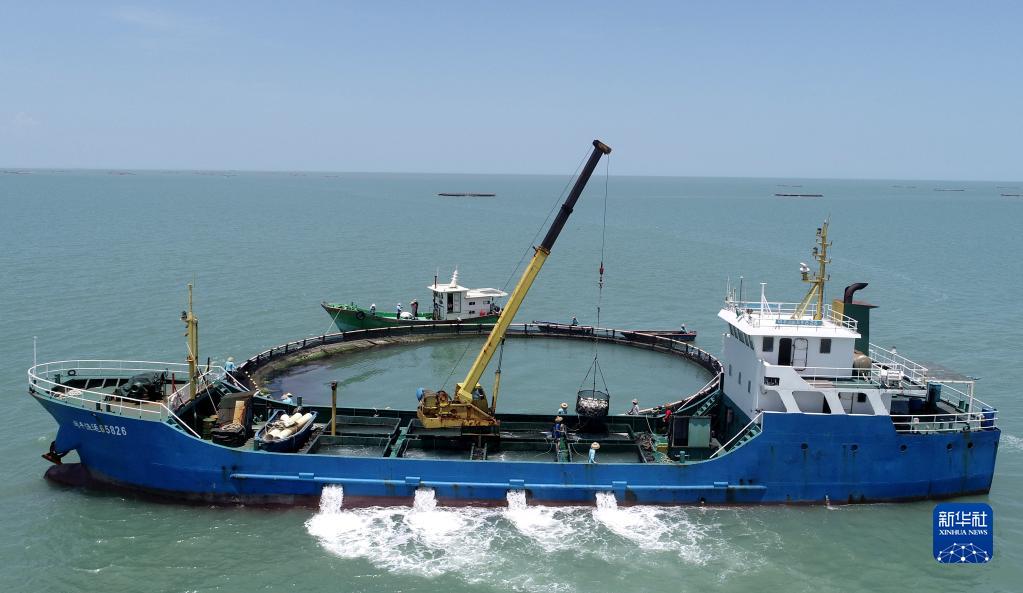 تشانجيانغ، قوانغدونغ: إنتاج وفير من سمك بومفريت الذهبي في المزرعة البحرية