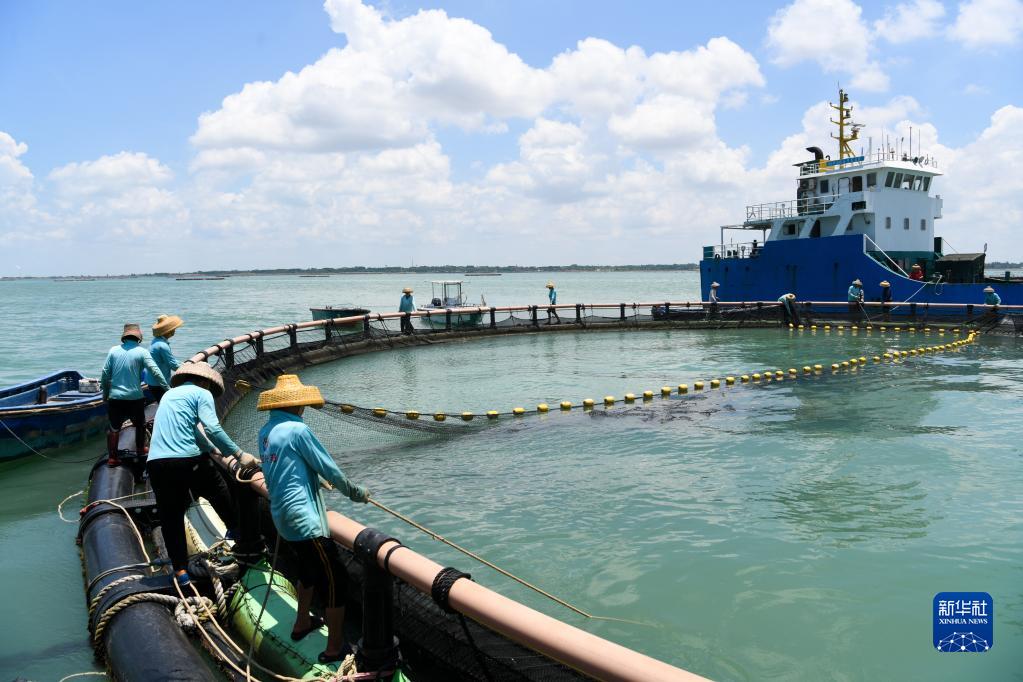 تشانجيانغ، قوانغدونغ: إنتاج وفير من سمك بومفريت الذهبي في المزرعة البحرية