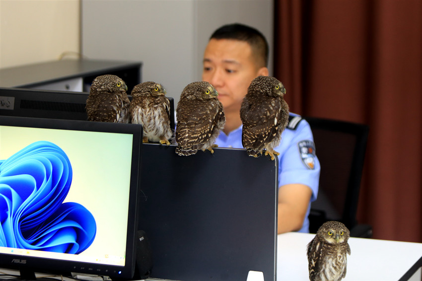 شرطة سيتشوان تنقذ 5 فراخ بوم عالقة