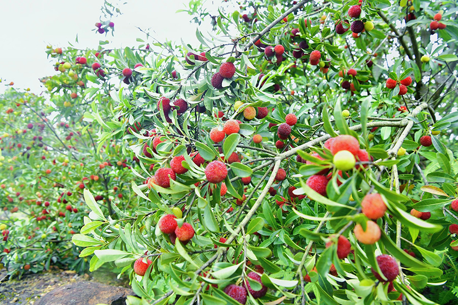 بساتين التوت الأحمر في قوانغدونغ تدخل موسم الحصاد