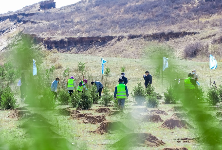 تحويل الصحراء إلى غابات... جهود الصين الدؤوبة لمساعدة العالم ليصبح أخضر