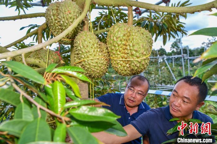 لأول مرة في الصين .. بداية نضج فاكهة الدوريان في جزيرة هاينان