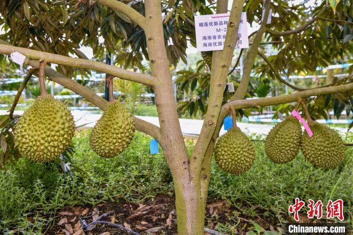 لأول مرة في الصين .. بداية نضج فاكهة الدوريان في جزيرة هاينان
