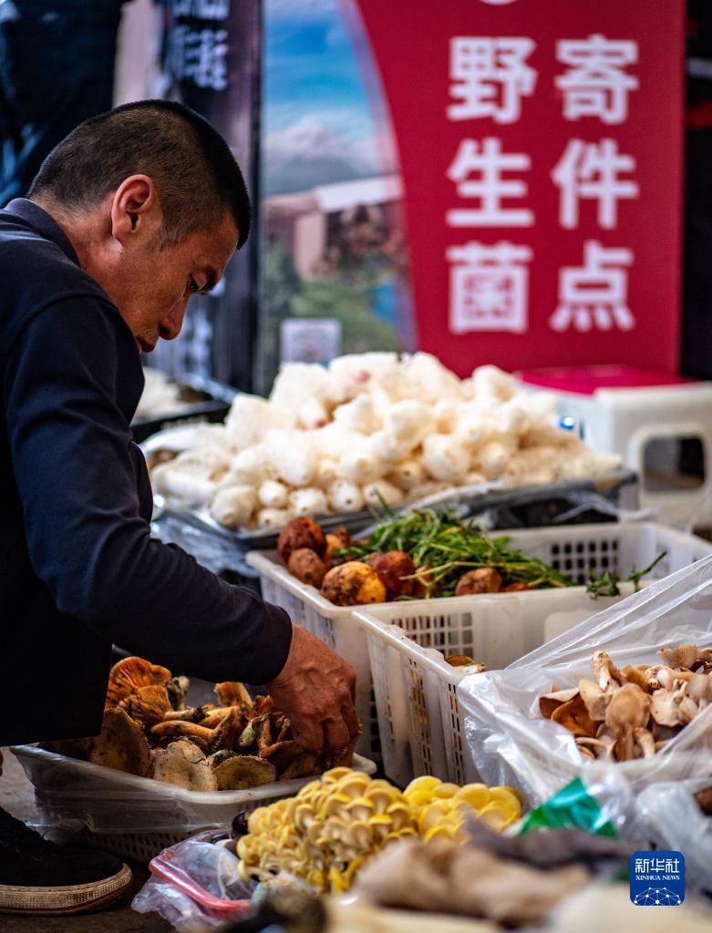 موسم الامطار ينعش تجارة الفطر البري في أسواق يوننان