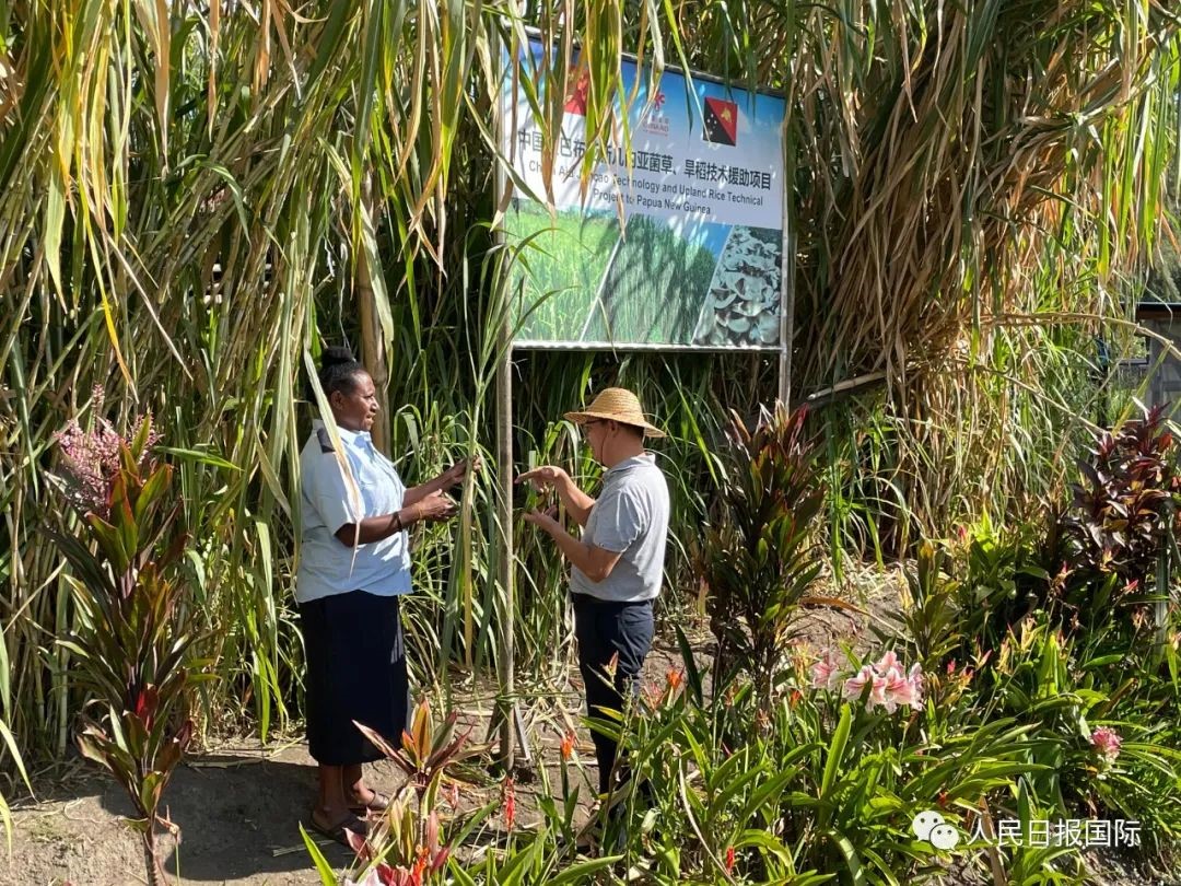 خبراء صينيون يوجهون المزارعين في بابوا غينيا الجديدة لزراعة جيونتساو.  صورة لمراسل صحيفة الشعب اليومية تشن شياووي