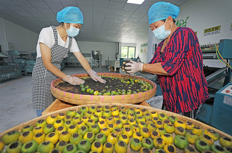 بلدة ساندو تنتج سنويا ألفي طن من شاي تشينغ قانغ