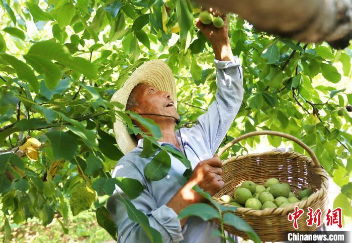 تشانغشيان، قانسو: مسقط رأس ثمرة الجوز في الصين