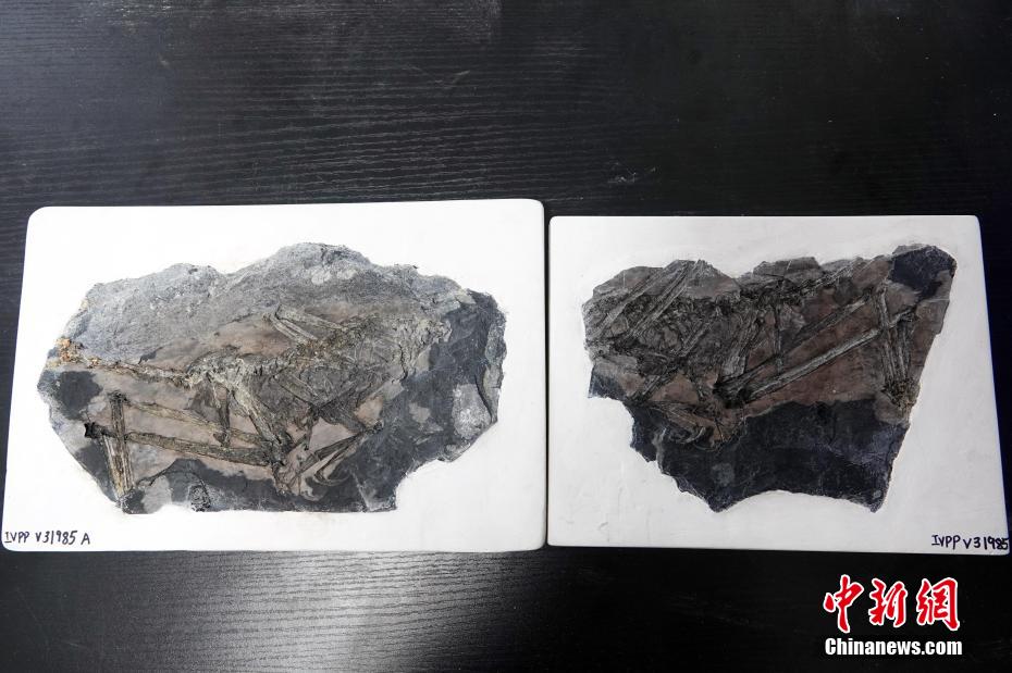 علماء صينيون يعثرون على أحفور 